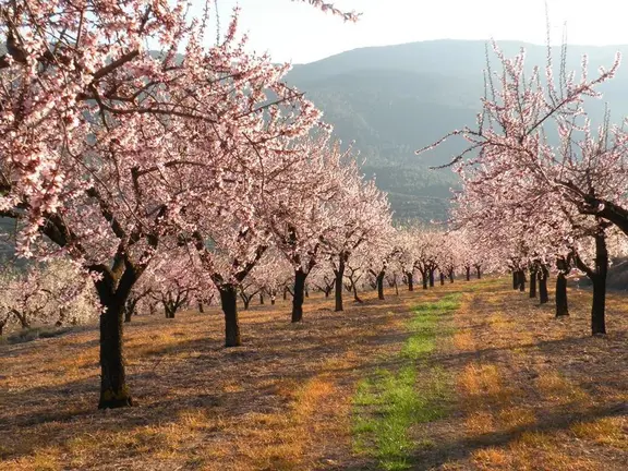 almendros