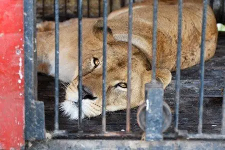 Circo con Animales