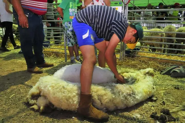 Feria 2