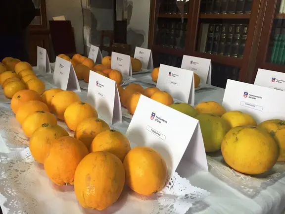 Feria Naranja