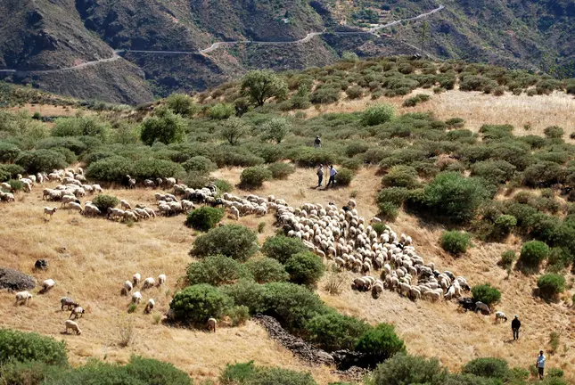 oveja canaria