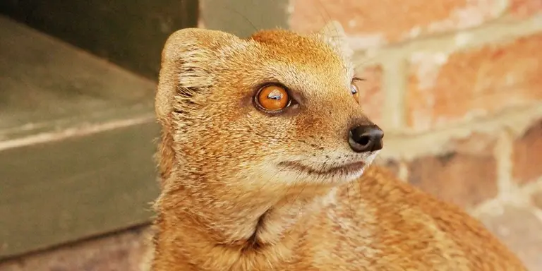 La mangosta amarilla es uno de los mam&iacute;feros incluidos Cat&aacute;logo de Especies Ex&oacute;ticas Invasoras