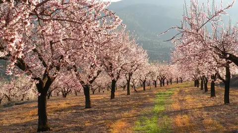 almendros