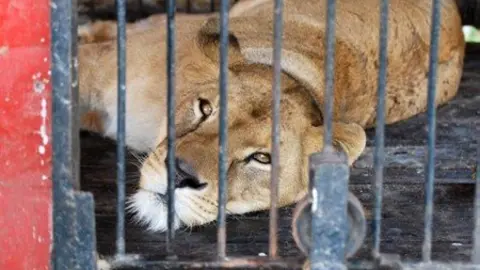 Circo con Animales