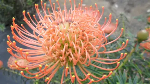 Protea