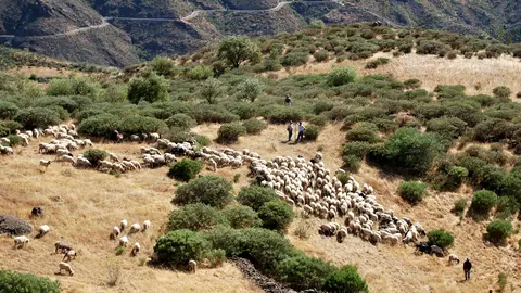 oveja canaria