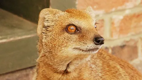 La mangosta amarilla es uno de los mam&iacute;feros incluidos Cat&aacute;logo de Especies Ex&oacute;ticas Invasoras