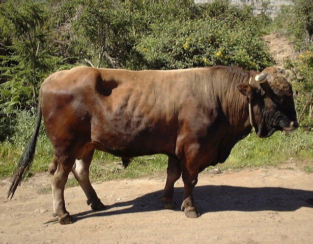 Vaca canaria
